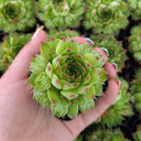 Sempervivum calcareum f/ 'Colonel Bayard'