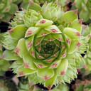 Sempervivum calcareum f/ 'Colonel Bayard'