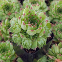 Sempervivum calcareum f/ 'Colonel Bayard'