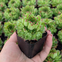 Sempervivum calcareum f/ 'Colonel Bayard'