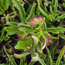 Kalanchoe 'Kewensis'
