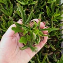 Kalanchoe 'Kewensis'