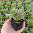 Crassula 'Burgundy'
