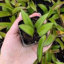 Hoya 'Wayetii'