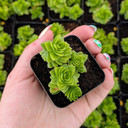 Crassula pyramidalis