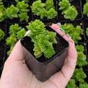 Crassula pyramidalis