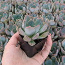 Echeveria 'Summer'