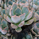 Echeveria 'Summer'