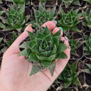 Aloe 'Ami'