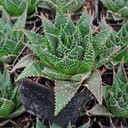 Aloe 'Ami'
