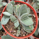 Gasteria armstrongii hybrid