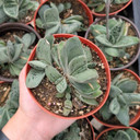 Gasteria armstrongii hybrid