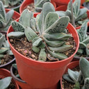 Gasteria armstrongii hybrid
