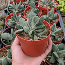Gasteria armstrongii hybrid