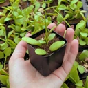 Dischidia oiantha
