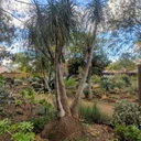Beaucarnea recurvata - Ponytail Palm (Mature)