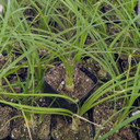 Beaucarnea recurvata - Ponytail Palm