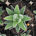 Haworthia ‘Hybrid’