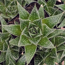 Aloe ‘Rising Moon’