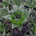 Aloe ‘Akila’