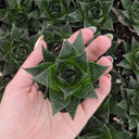 Aloe ‘Akila’