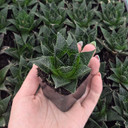 Aloe ‘Akila’