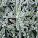 Crassula ‘Tenelli’
