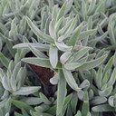 Crassula ‘Tenelli’