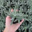 Crassula ‘Tenelli’