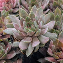 Sempervivum ‘Delighted’