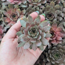 Sempervivum ‘Delighted’