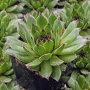 Sempervivum ‘Relaxed’