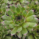 Sempervivum ‘Relaxed’