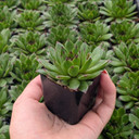Sempervivum ‘Relaxed’