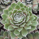 Sempervivum ‘Pleased’