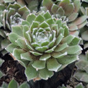 Sempervivum ‘Pleased’