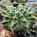 Gymnocalycium mihanovichii f. variegata 'Green'