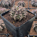 Gymnocalycium mihanovichii f. variegata 'Green'