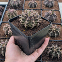 Gymnocalycium mihanovichii f. variegata 'Green'