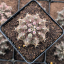 Gymnocalycium mihanovichii f. variegata 'Green'