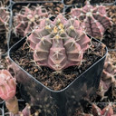 Gymnocalycium mihanovichii f. variegata 'Black Widow'
