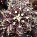 Gymnocalycium mihanovichii f. variegata 'Black Widow'