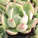 Echeveria 'Salmon' - July