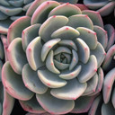 Echeveria 'Salmon'