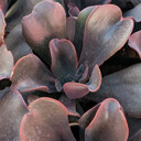 Echeveria ‘Hortencia’