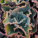 Echeveria ‘Sea Dragon’