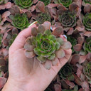 Sempervivum heuffelii 'Banderus'