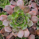 Sempervivum heuffelii 'Banderus'