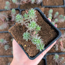 Tight & Tidy™ Sedum 'Blue Angelina'