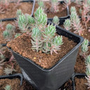 Tight & Tidy™ Sedum 'Blue Angelina'